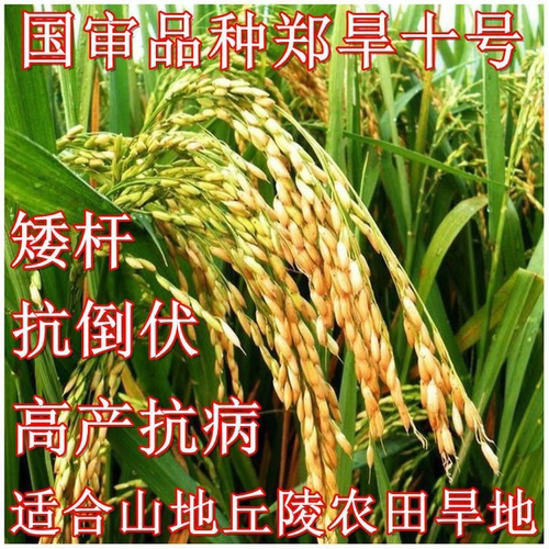 旱稻郑旱十号18114266652