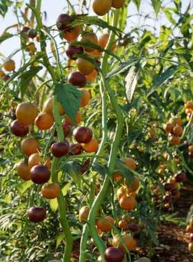 84个高品质蔬菜 萝卜白菜辣椒模型max模型玉米【Maxtree Vol. 38