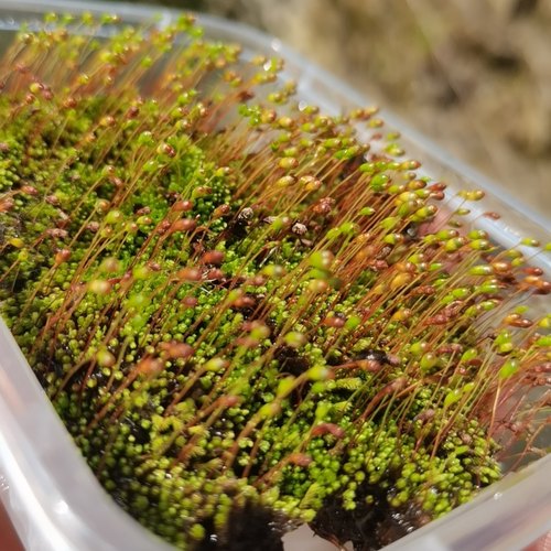 苔藓带孢子葫芦藓立碗藓金发藓教学学术专用和带孢子蕨类植物