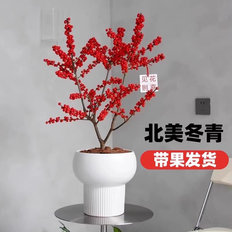 带果北美冬青盆栽树苗耐寒年宵花卉冬红果盆景老桩相思豆带果发货