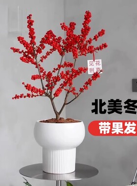 带果北美冬青盆栽树苗耐寒年宵花卉冬红果盆景老桩相思豆带果发货