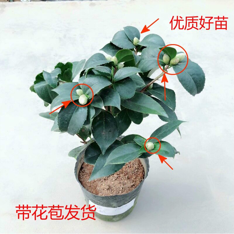 香妃山茶花盆栽带花苞五色赤丹花