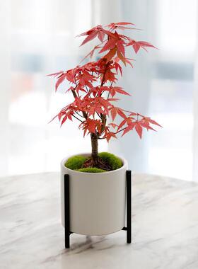 日本红枫盆景四季好养活室内桌面盆栽老桩耐寒观叶植物红舞姬树苗