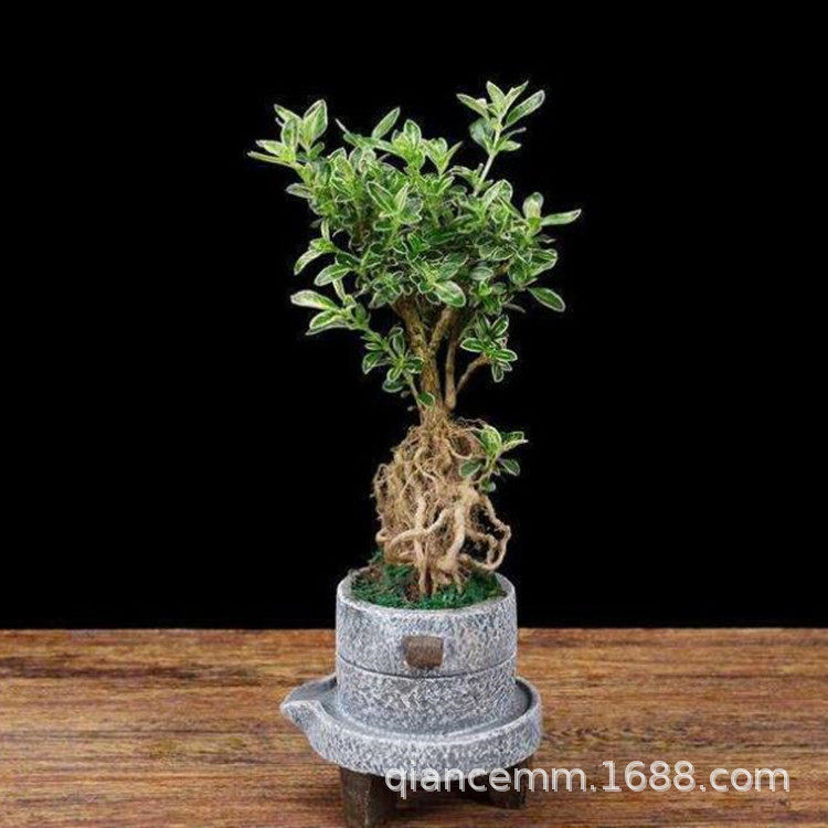 提根金边六月雪盆景造型绿植盆