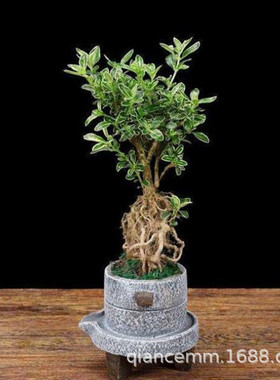 提根金边六月雪盆景造型 绿植盆栽花卉盆栽室内开花白花 耐寒植物