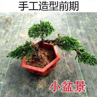 迎客松盆景造型盆栽松树地柏苗耐寒办公室内庭院景观绿植四季常青