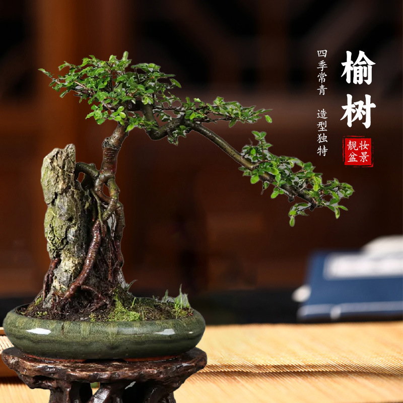 小叶榆树盆景造型老桩盆栽室内好