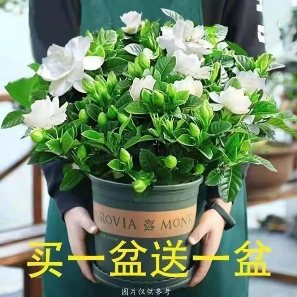 栀子花盆栽带花苞四季开花花卉带香味大叶牡丹重瓣香水茉莉花双瓣