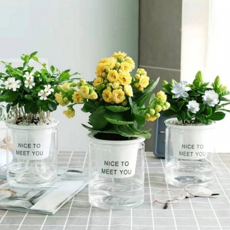 带盆栽好绿萝栀子花室内花卉植物除甲醛水培好养的绿植盆栽包邮