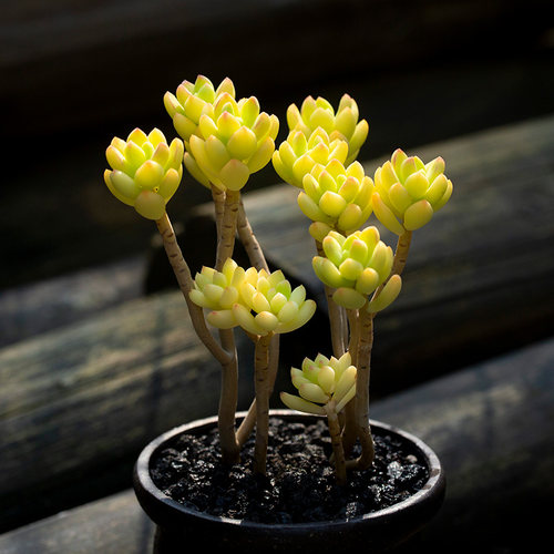 绿植群生好养阳台云南多肉植物