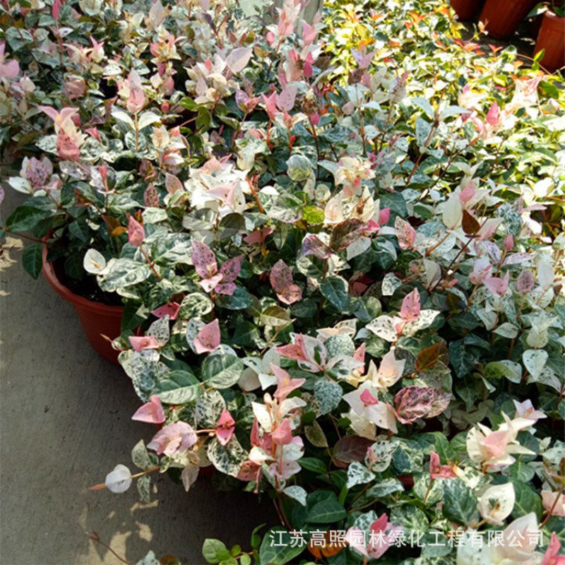 花叶络石室内盆栽彩叶络石黄金络石植株吊兰植物花卉盆栽