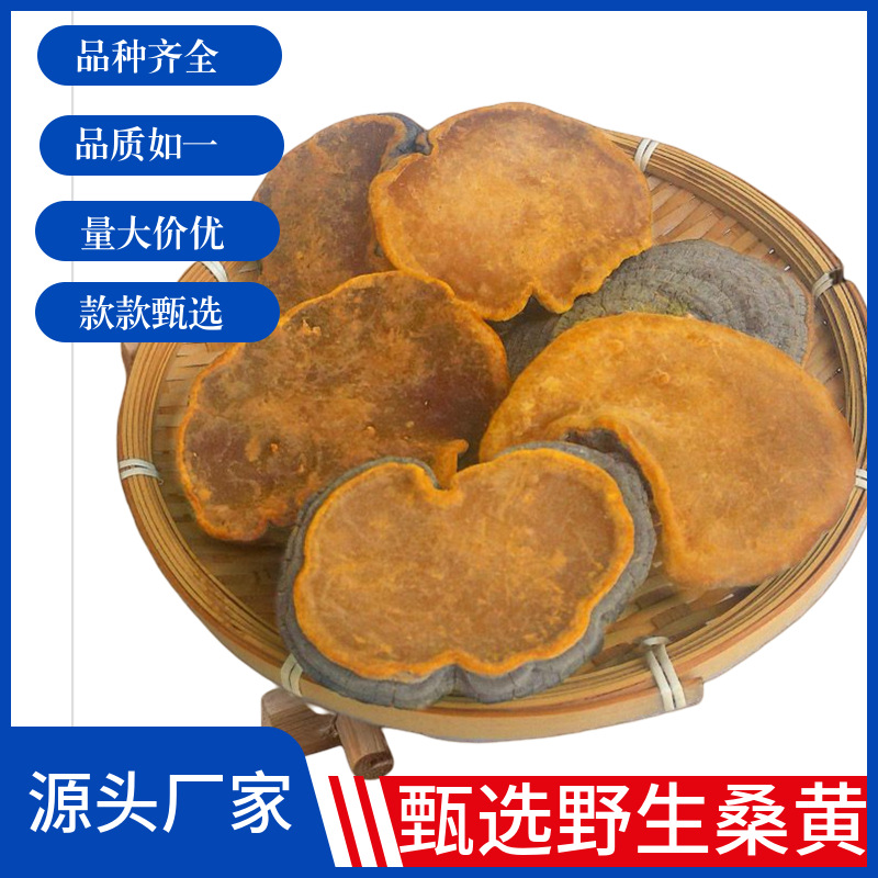 野生桑黄材特产散装量大包邮滋补食品养生营养礼盒片灵芝