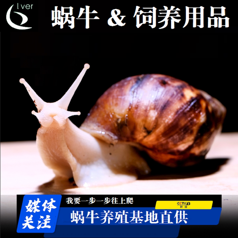 宠物蜗牛养殖基地直供