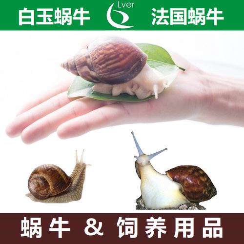 宠物蜗牛饲养套装养殖基地直供