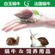 白玉蜗牛法国蜗牛活物饲养套餐学生科学实验教学宠物饲养蜗牛活体