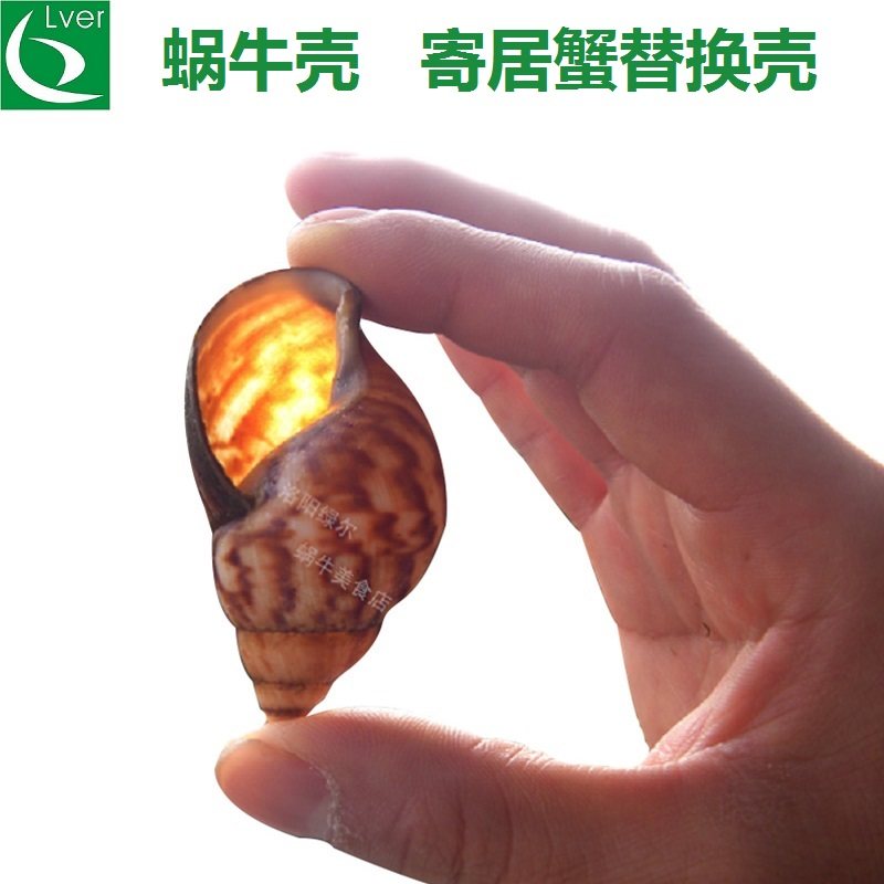 蜗牛壳造景养殖基地直供