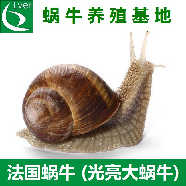 法国蜗牛活物光亮大蜗牛活体学生观察宠物教学稀有蜗牛饲养用品