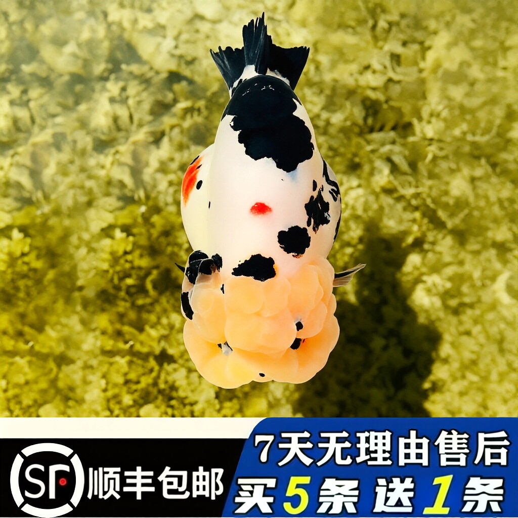 潘氏精品金鱼三色奶牛新店超优惠