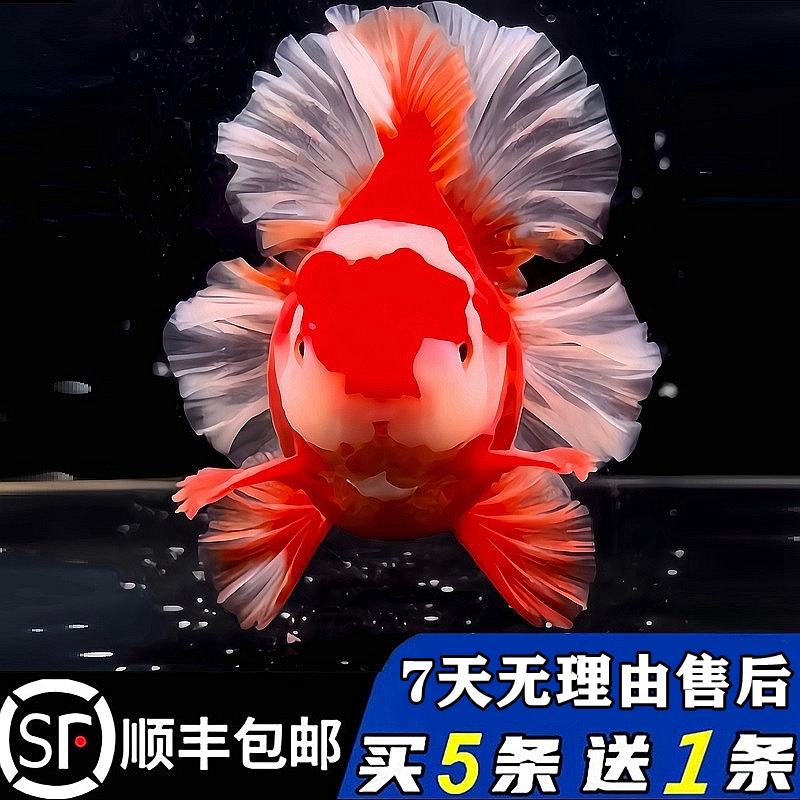 进口百褶泰狮金鱼买五送一冷淡水