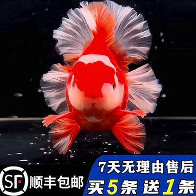 进口百褶泰狮金鱼买五送一冷淡水