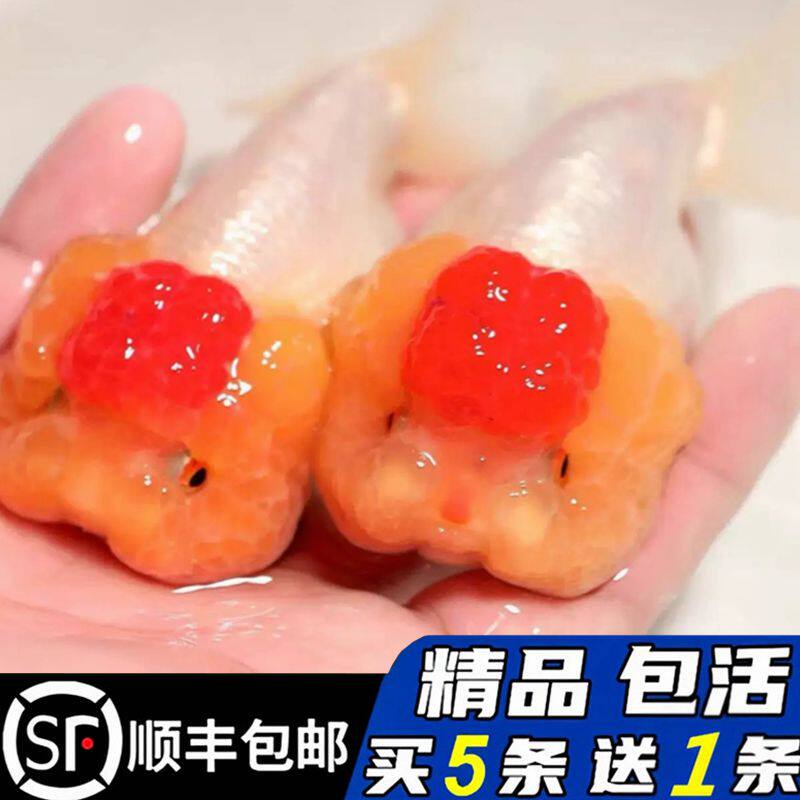 精品菠萝头猫狮金鱼红顶虎活鱼观赏鱼冷淡水活体好养耐活玉兔鱼苗