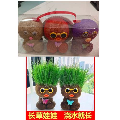 草头娃娃头上长草人小盆栽长头发儿童种草幼儿园网红开花