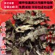 同品质 包邮 升麻 50g 同德 满28 无硫 可打粉