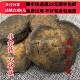 炒大黄 酒大黄 无硫 同德 50g 酒 满28 可打粉 同品质 包邮