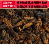 正品 蝼蛄 无硫 同德 选货 中药材 可打粉 50g 同品质 包邮