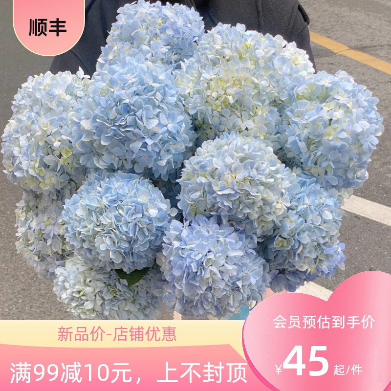浅蓝色绣球鲜花真花室内养云南基地直发昆明鲜花花束配花瓶