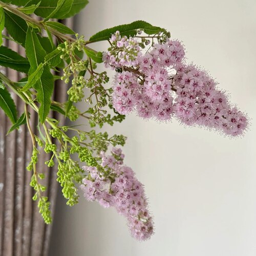 小众稀有花材粉色珍珠梅鲜花鲜切花室内水养云南基地直发昆明鲜花