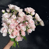 kitty仙子之吻多头玫瑰鲜花插花花束鲜切花生日礼物送女友