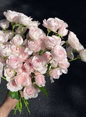 kitty仙子之吻多头玫瑰鲜花插花花束鲜切花生日礼物送女友