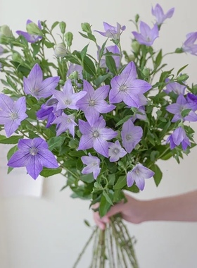 小清新蓝紫色中国桔梗花云南基地直发昆明鲜花束室内水养礼物鲜切
