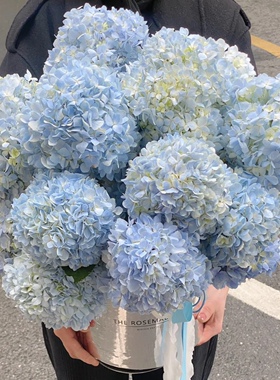 浅蓝色绣球鲜花真花室内水养云南基地直发昆明鲜花花束礼物配花瓶