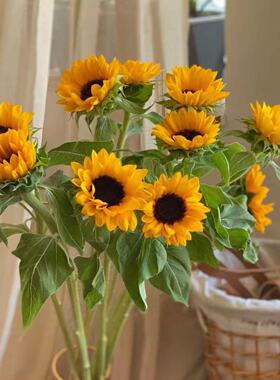 迷你向日葵小花束插花鲜花云南直发家用室内瓶插鲜切花生日真花卉