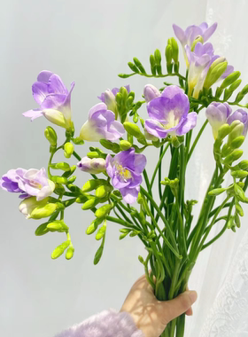 浅紫色淡香香雪兰小苍兰鲜花云南基地直发鲜切花家用瓶插花手捧花