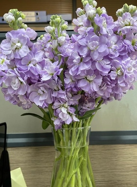 淡香紫色紫罗兰鲜花云南基地直发昆明室内女神妇女节花束礼物插花