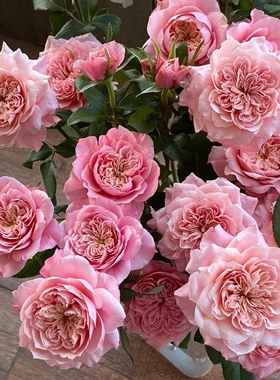 多头玫瑰泡泡鲜切花云南基地直发昆明鲜花水养瓶插花花束蔷薇礼物