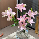 粉色小粉仙百合新鲜云南基地直发鲜切花花束生日礼物女生鲜花水养