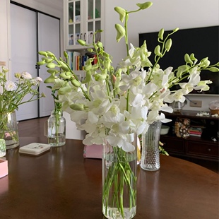 淡雅粉色兰花洋兰鲜切花室内水养云南基地直发昆明鲜花束礼物包邮