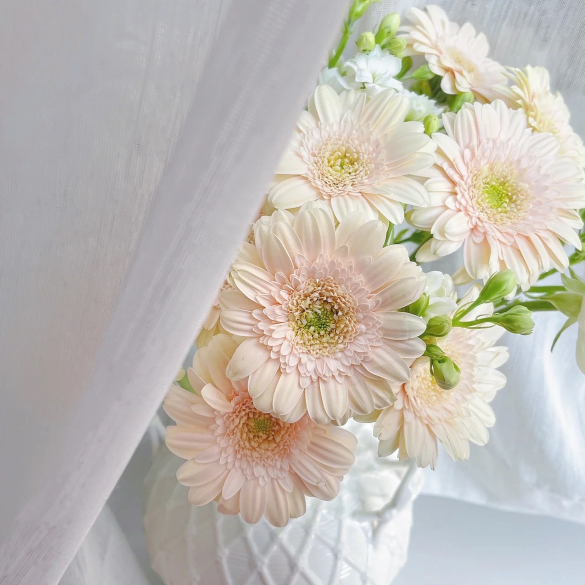 多巴胺粉色奶油色圣托里尼非洲菊鲜花鲜切花云南基地直发昆明花束