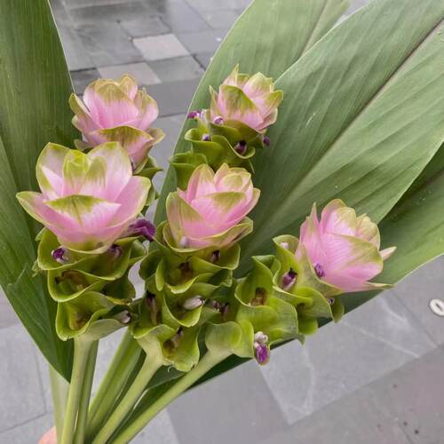 迷你姜荷花鲜花5枝花期长