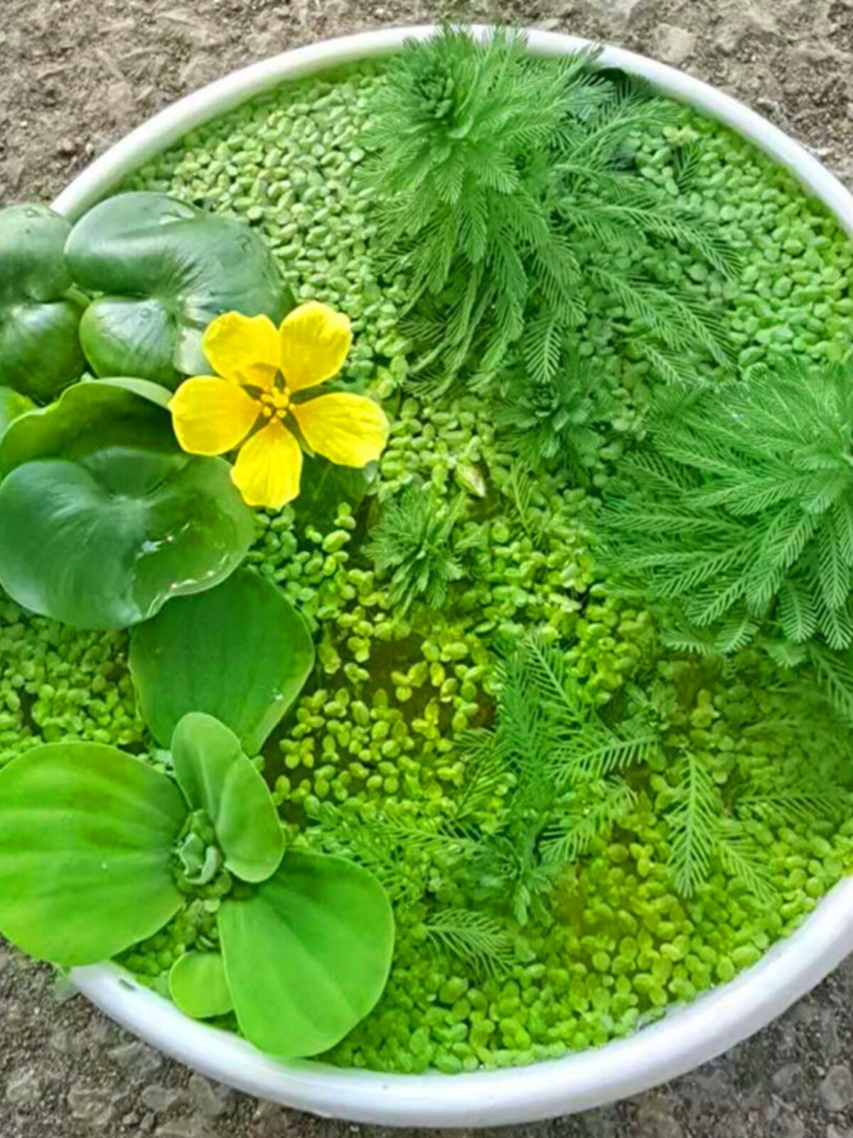 狐尾藻水草狐尾草河道绿化净化水质鱼缸鱼塘河塘造景四季水生植物