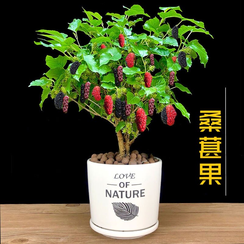 桑葚当年结果桑叶树苗绿植水果桑椹苗植物室内外好养果树花卉盆栽