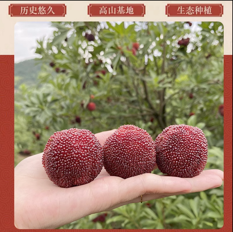 浙江仙居正宗高山杨梅新鲜现摘现发当季水果东魁大杨梅鲜果礼盒装