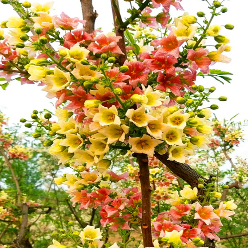 文冠花树苗浓香型花卉四季开花耐寒庭院地栽风景树状元果阳台盆栽-封面