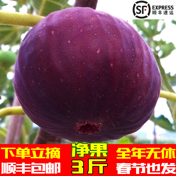 顺丰空运云南现摘熟无花果鲜果