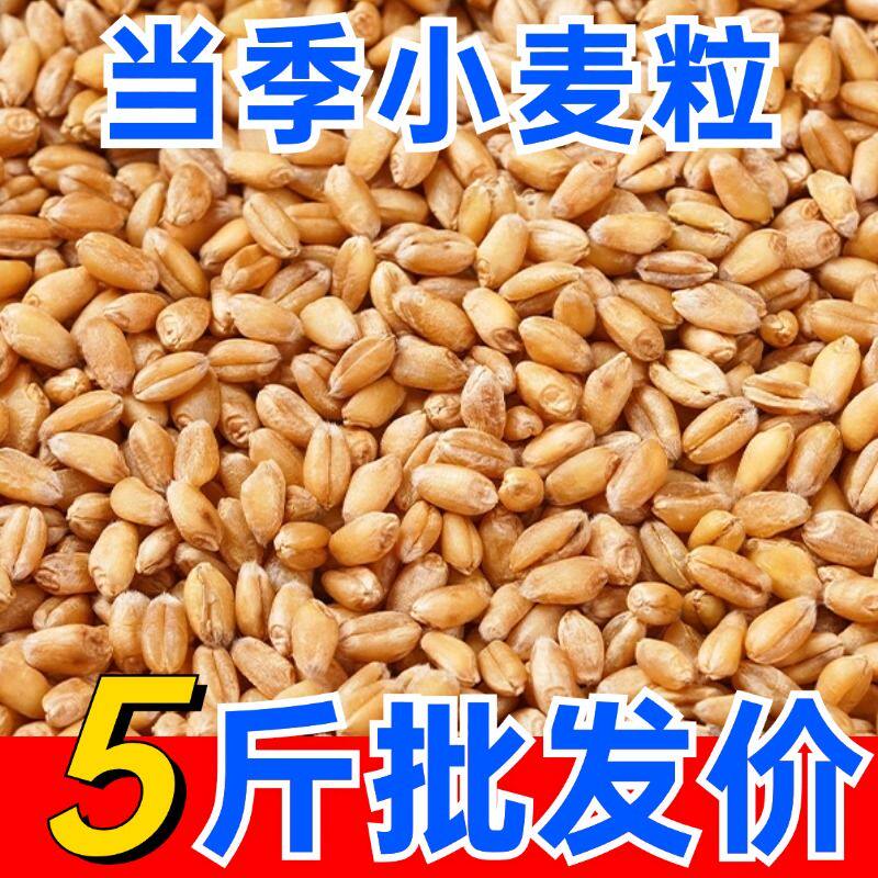 农家小麦粒带皮小麦喂鸡鸟鸽子