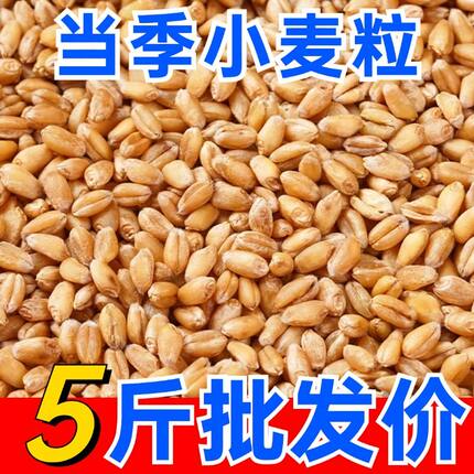 农家小麦粒带皮小麦喂鸡鸟鸽子鸽粮饲料钓鱼饵料打窝酿酒5斤100斤